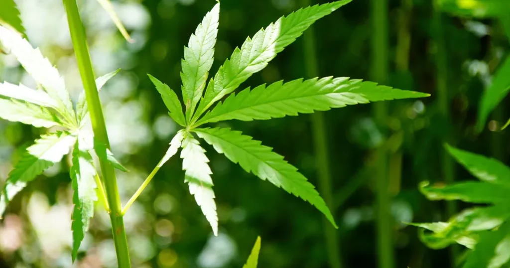 aomori-yamato-taima-first-class-hemp-license