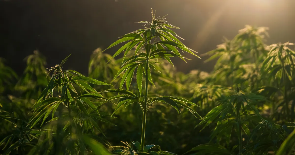 eu-hemp-flower-as-crop-2027