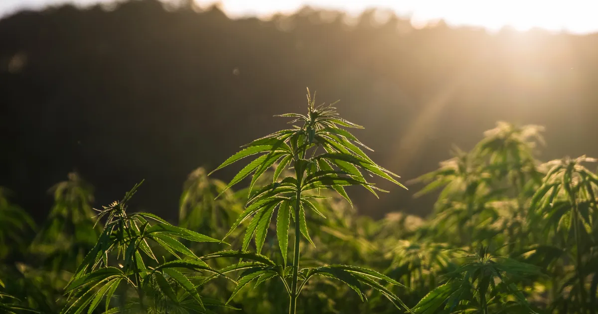 jcf-launch-japan-cannabinoid-federation-8-groups