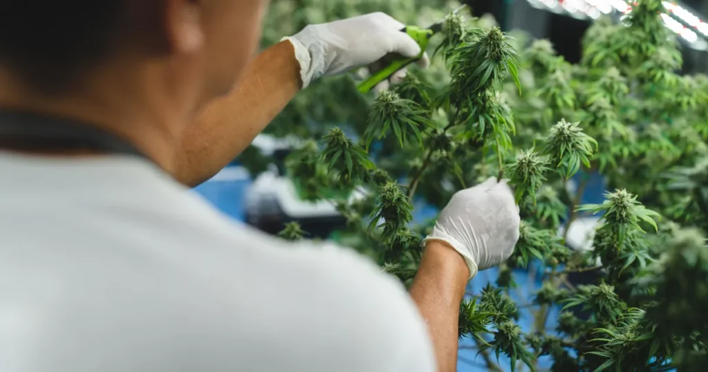 brazil-cannabis-research