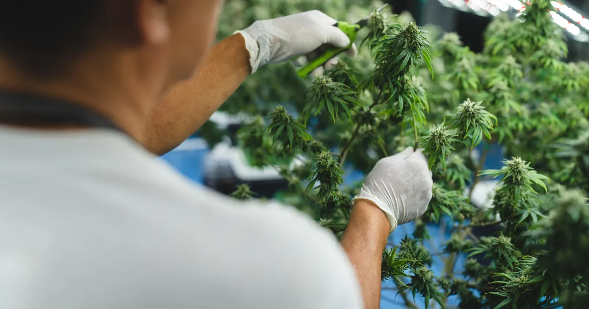 brazil-cannabis-research