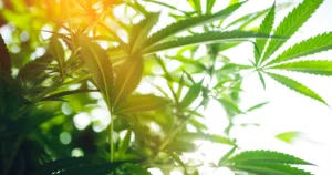 hemp-carbon-negative-building